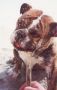 BULLO