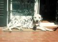 Lilly