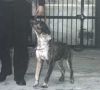 Pippo