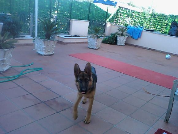 Dux il mio amorino