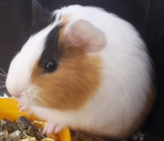 Pongo