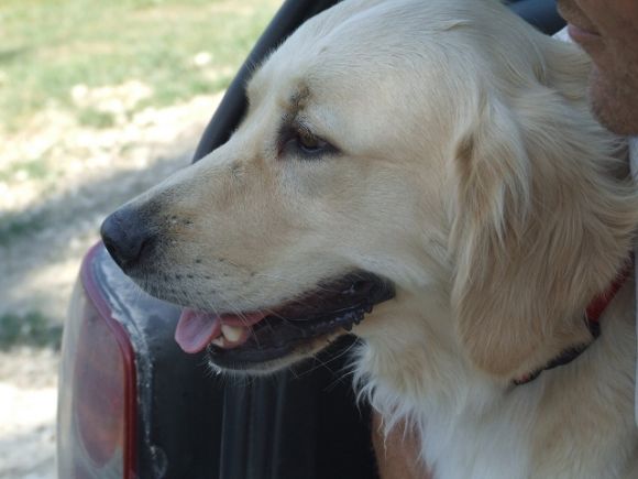 Golden Retriever