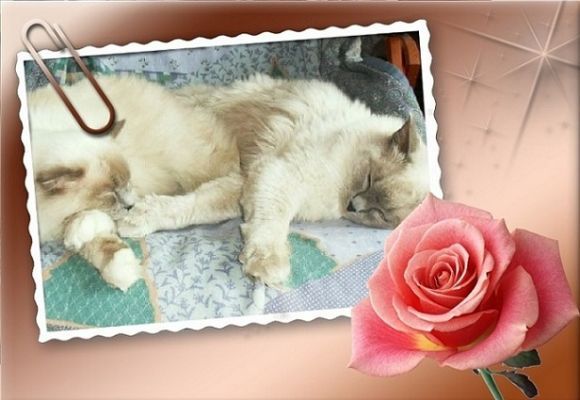 Bellissimi gatti Ragdoll