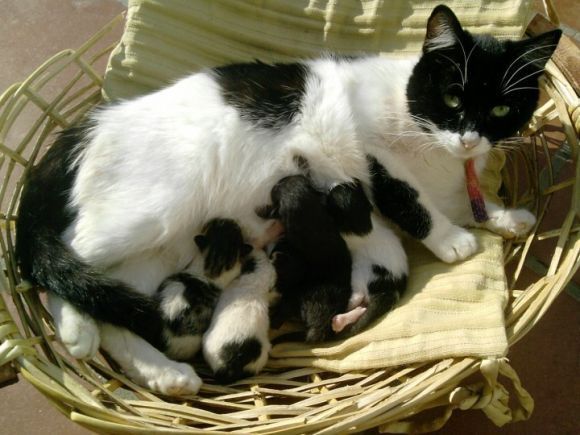 La nuova cucciolata