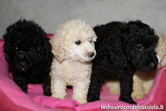 Cuccioli di Barboncino