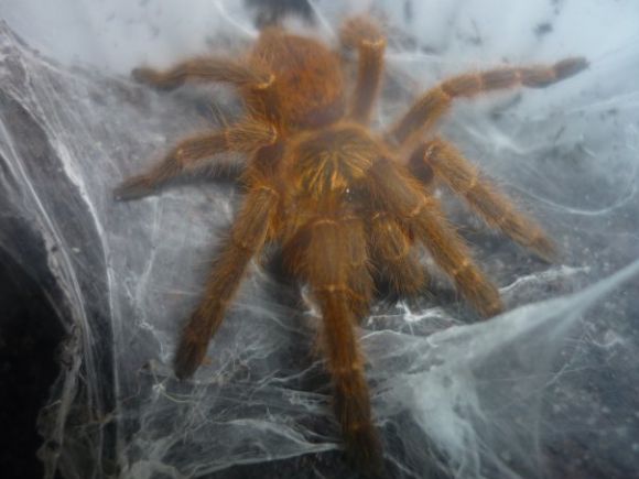 Pterinochilus murinus