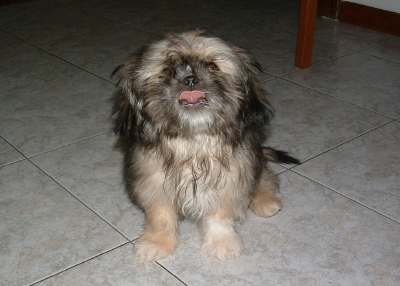 Chester arrivato dal Perù