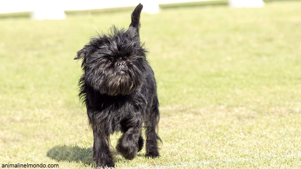 Cane Affenpinscher