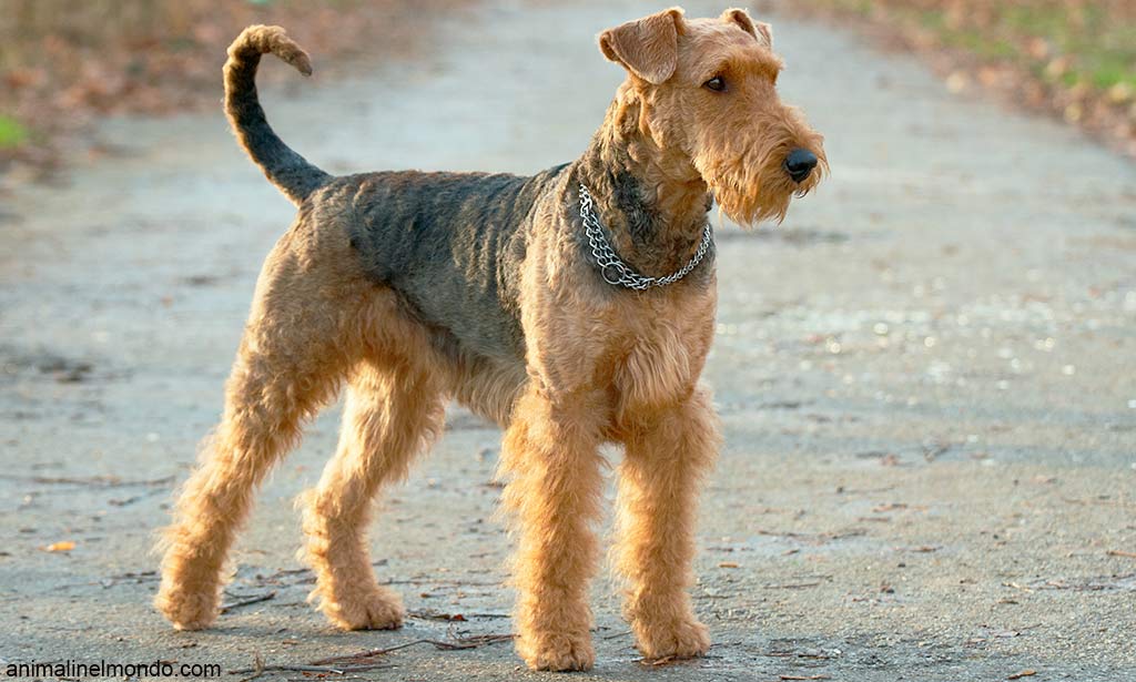 Cane Airedale Terrier