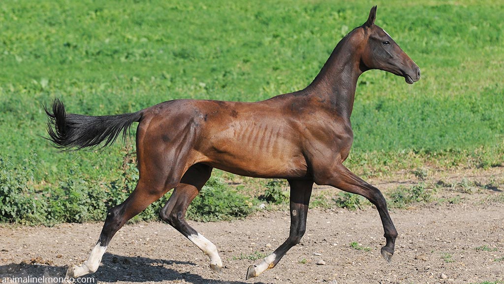 Akhal-Teke