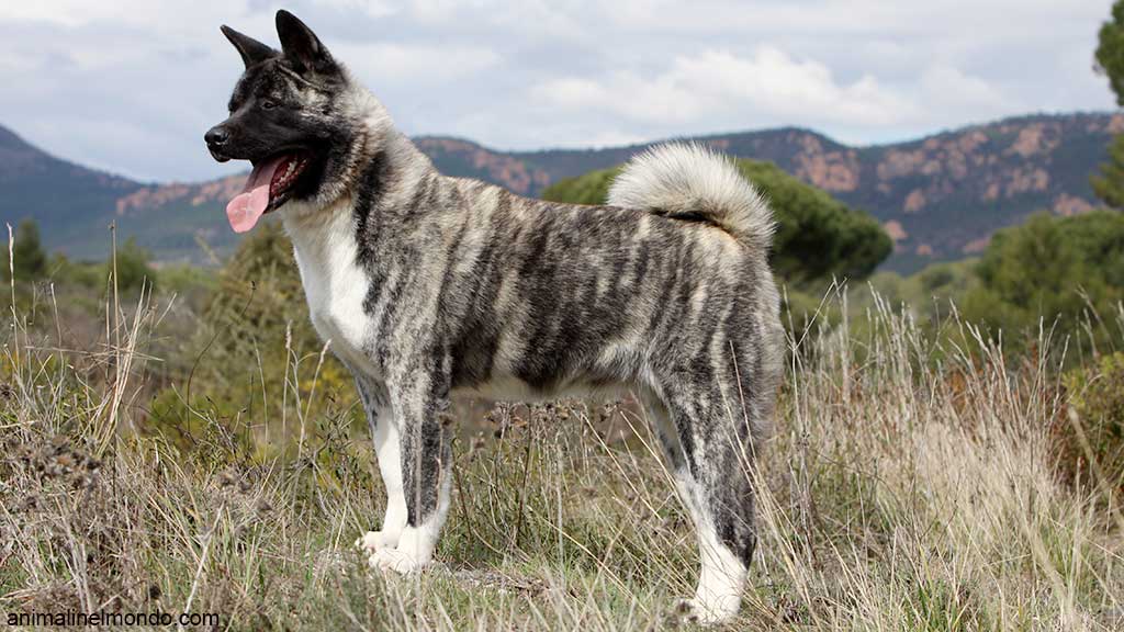 Cane Akita Americano