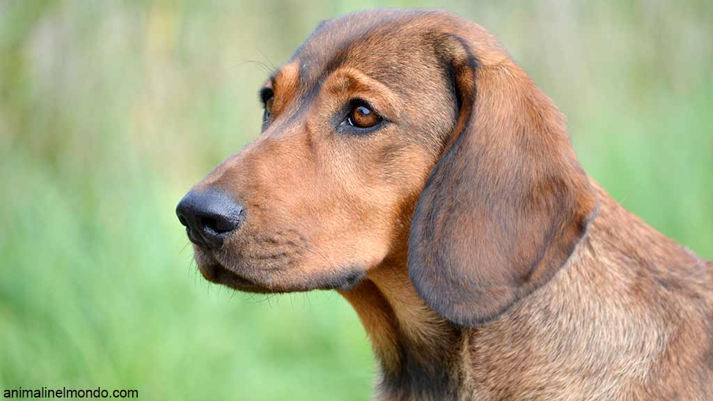 Cane Alpenlaendische Dachsbracke