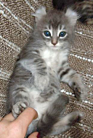 Marquise Cattery