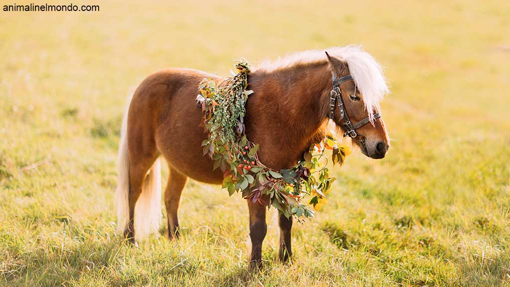 American Shetland