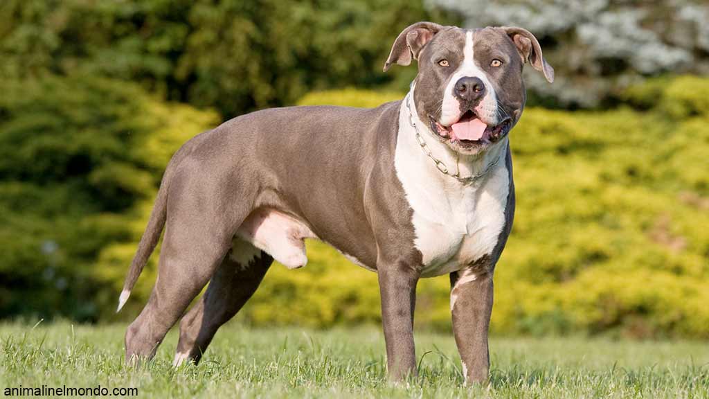 Cane American Staffordshire Terrier