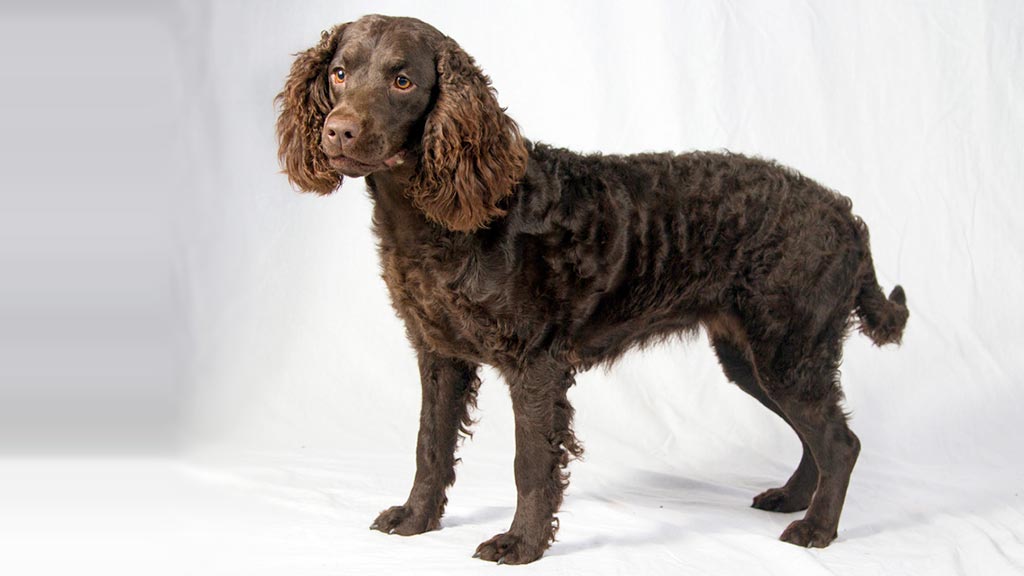 Cane American Water Spaniel