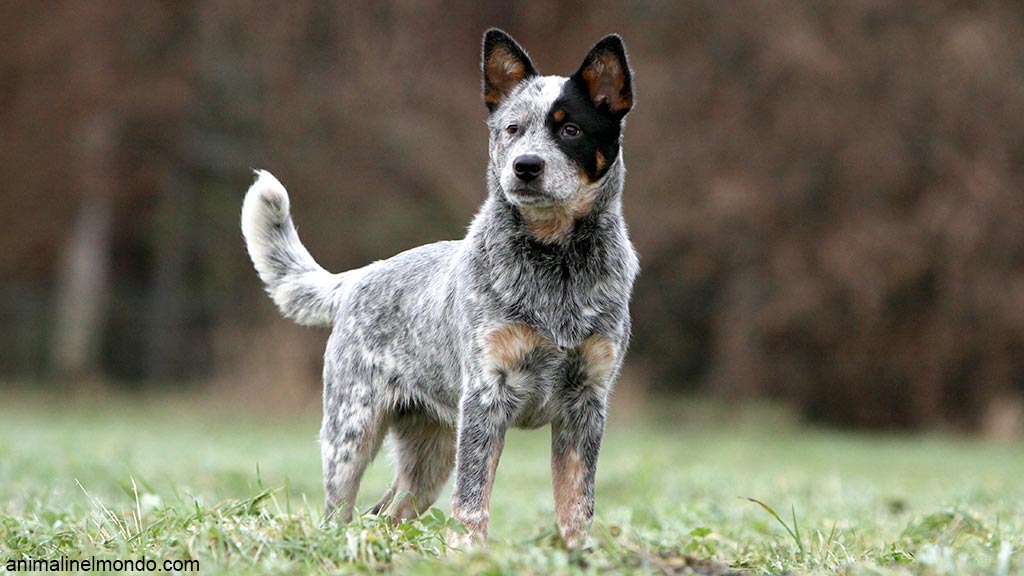Cane Australian Cattle Dog