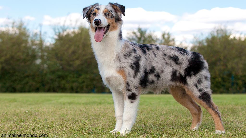 Cane Australian Shepherd