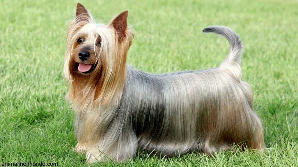 Cane Australian Silky Terrier