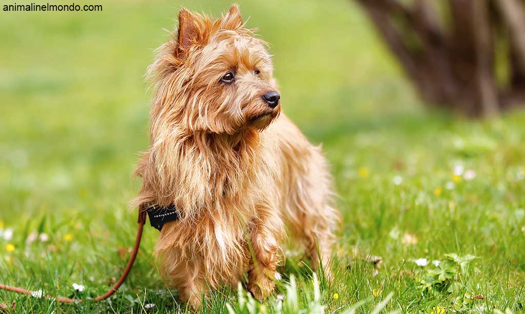 Cane Australian Terrier