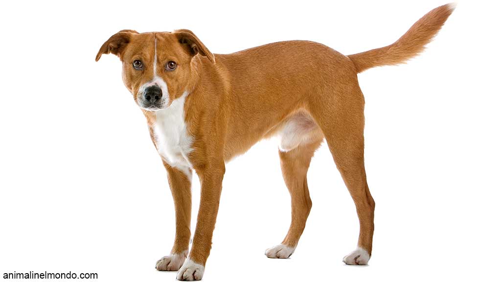 Cane Austrian Pinscher