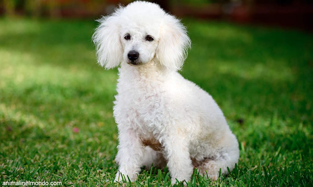 Cane Barbone