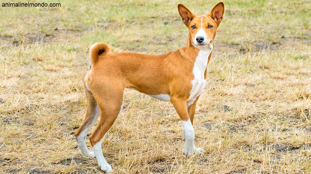 Cane Basenji