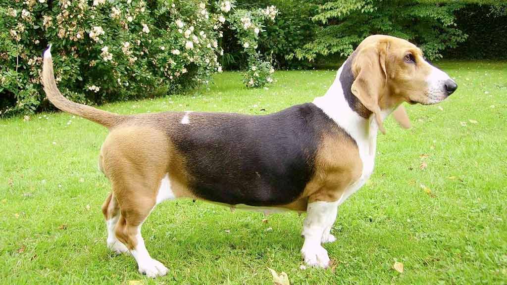 Cane Basset Artésien Normand