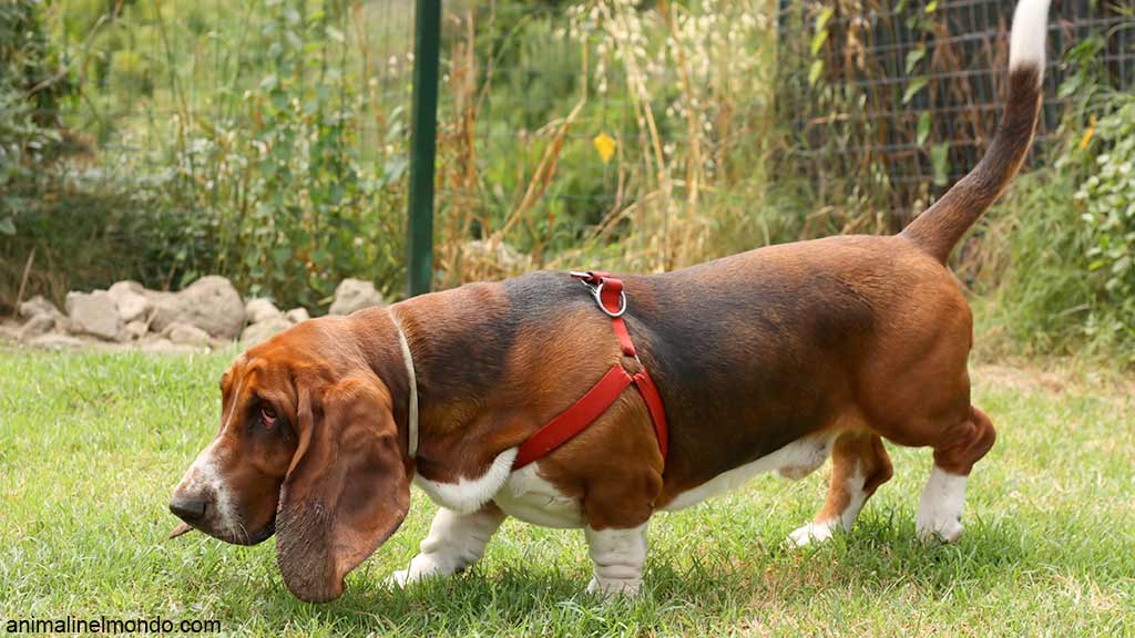 Cane Bassethound