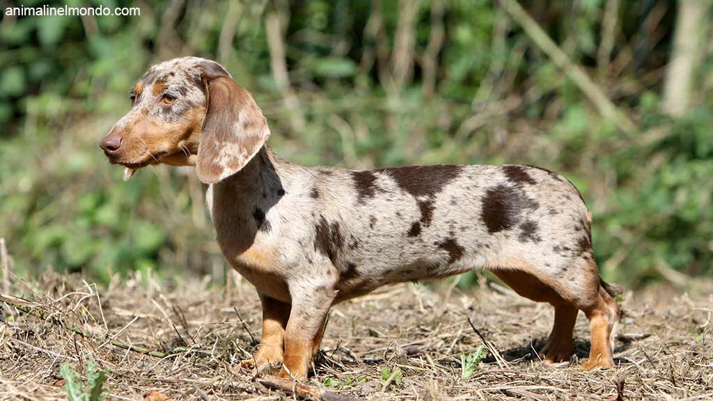 Cane Bassotto Kaninchen a pelo corto