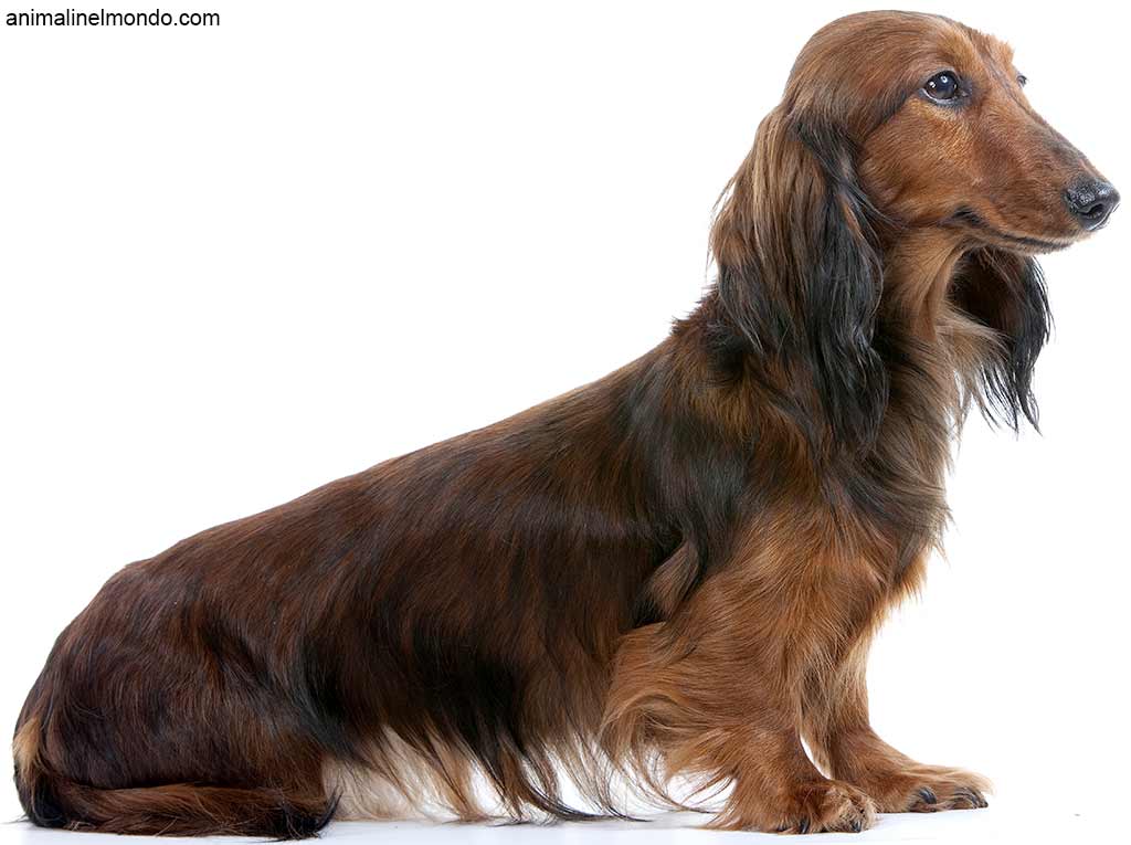 Cane Bassotto Kaninchen a pelo lungo