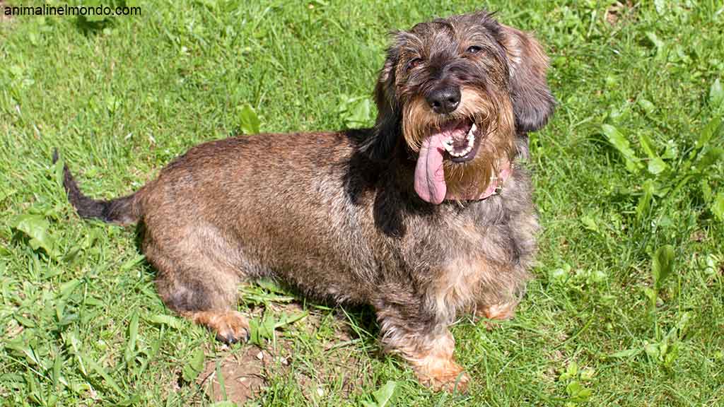 Cane Bassotto tedesco a pelo duro