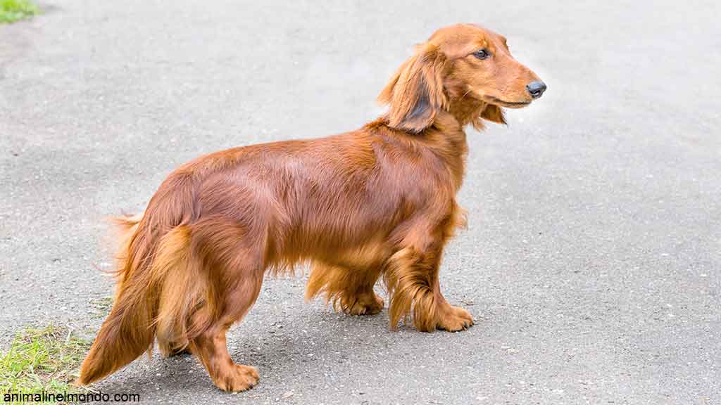 Cane Bassotto tedesco a pelo lungo