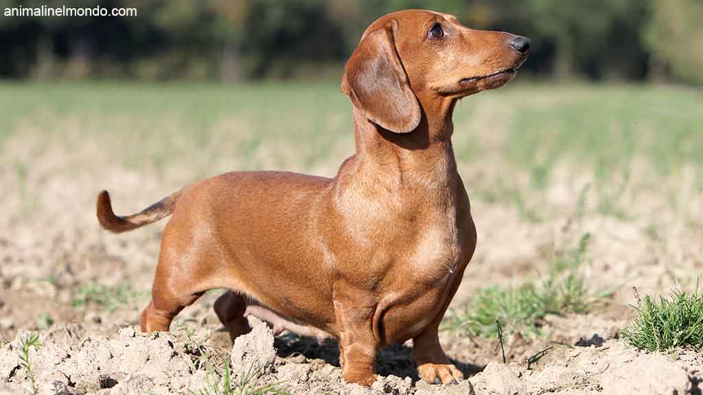 Cane Bassotto tedesco nano a pelo corto