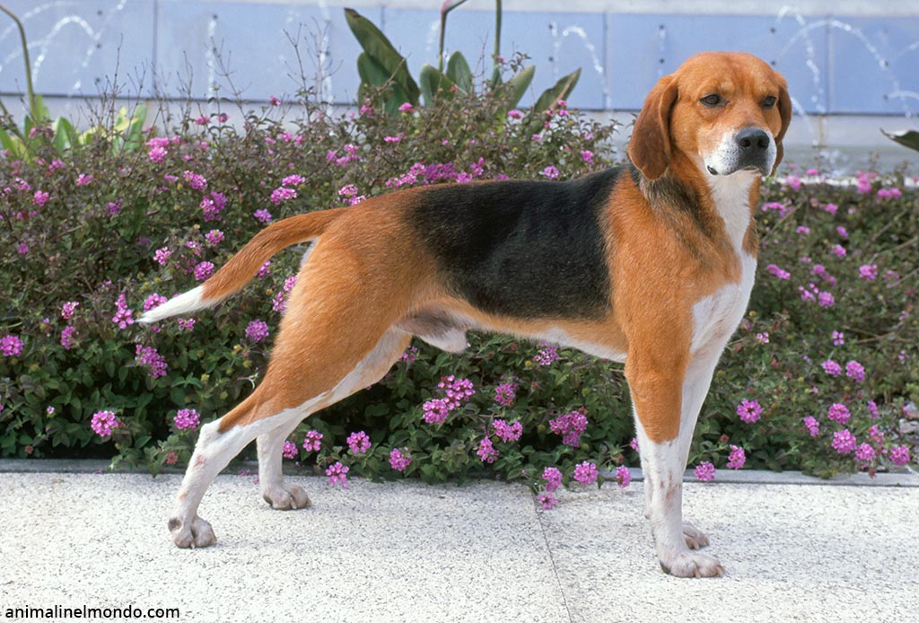 Cane Beagle Harrier