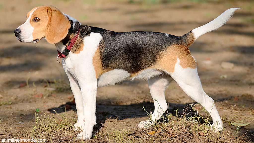 Cane Beagle