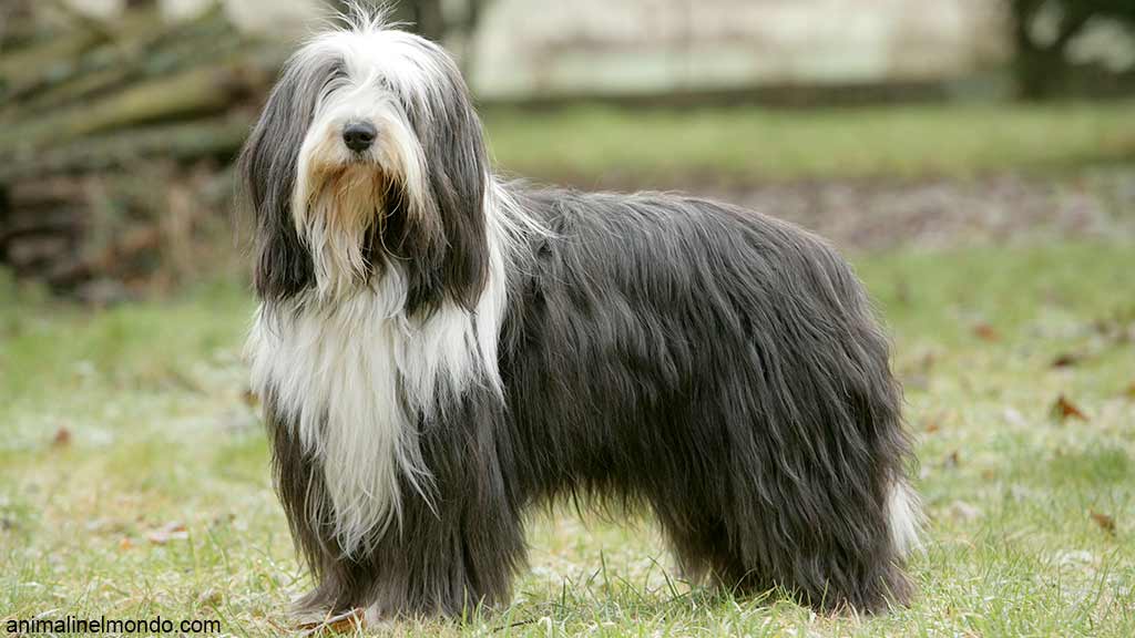 Cane Bearded Collie