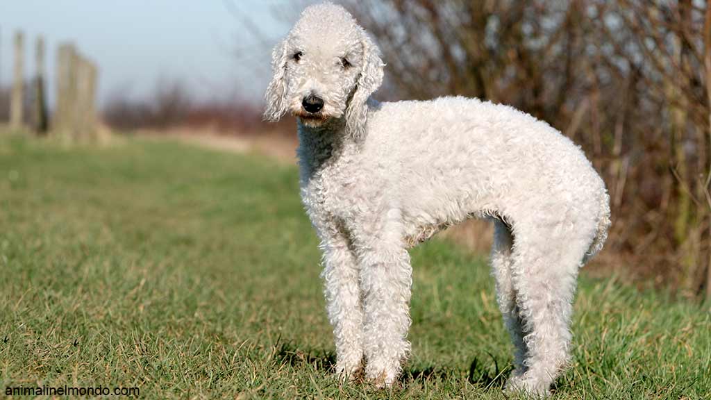 Cane Bedlington Terrier