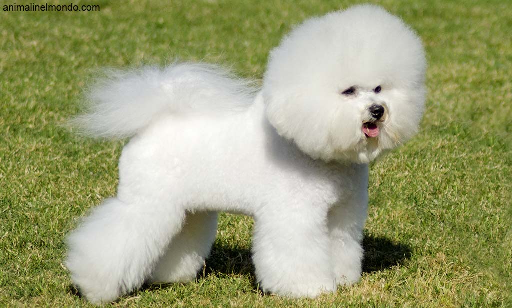 Cane Bichon à poil frisé
