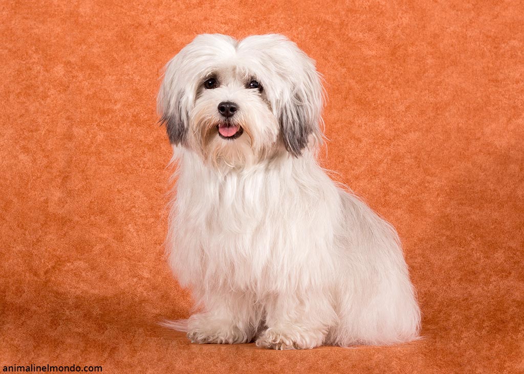 Cane Bichon Avanese