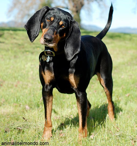 Cane Black and Tan Coonhound