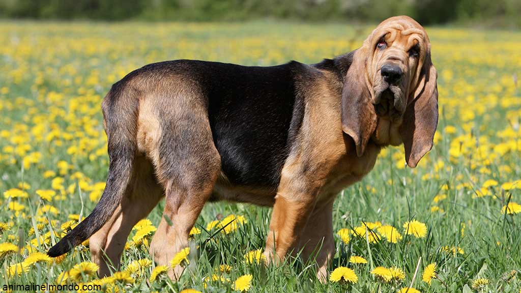 Cane Bloodhound