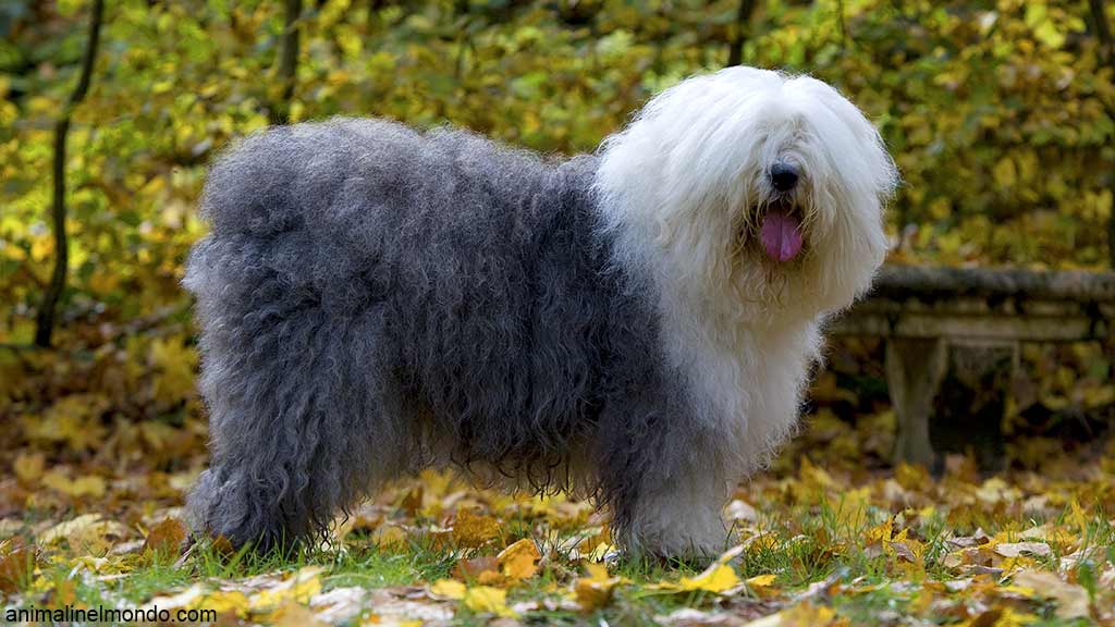 Cane Bobtail