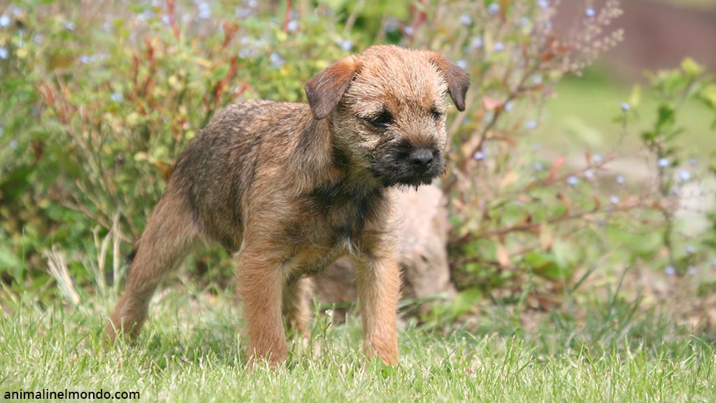 Cane Border Terrier