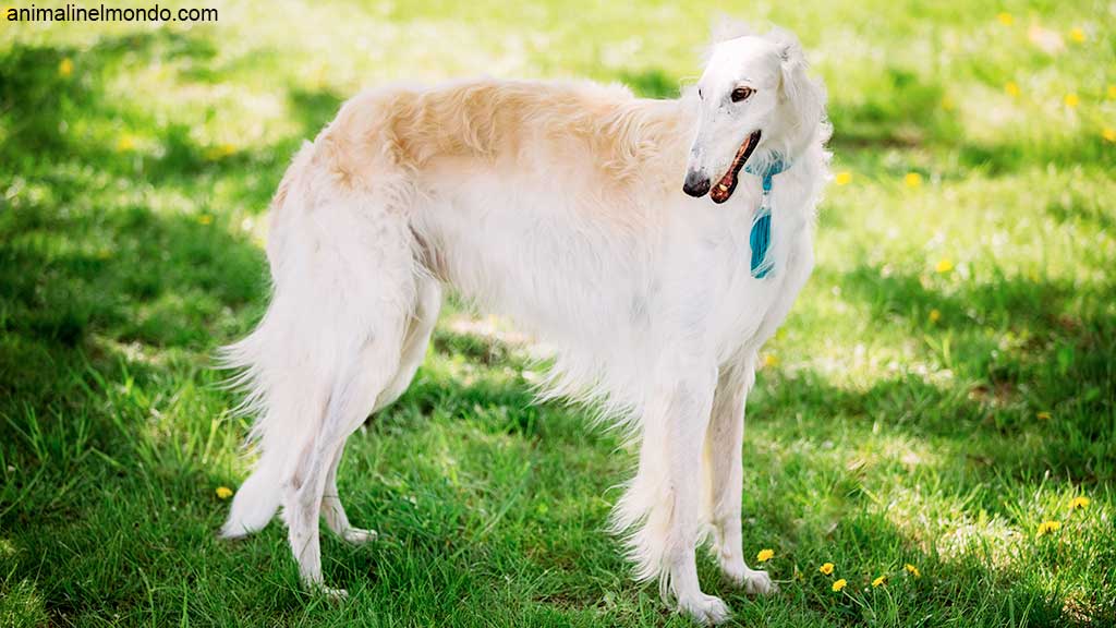 Cane Borzoi