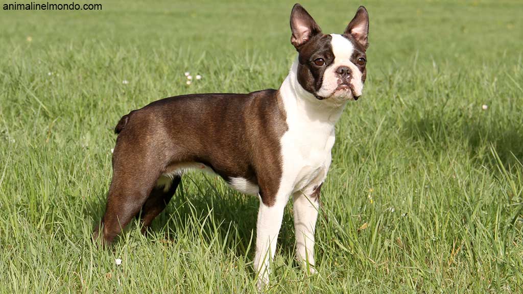 Cane Boston Terrier