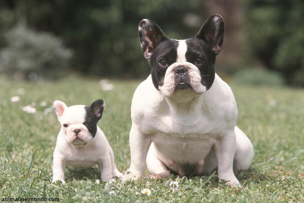 Cane Bouledogue Francese