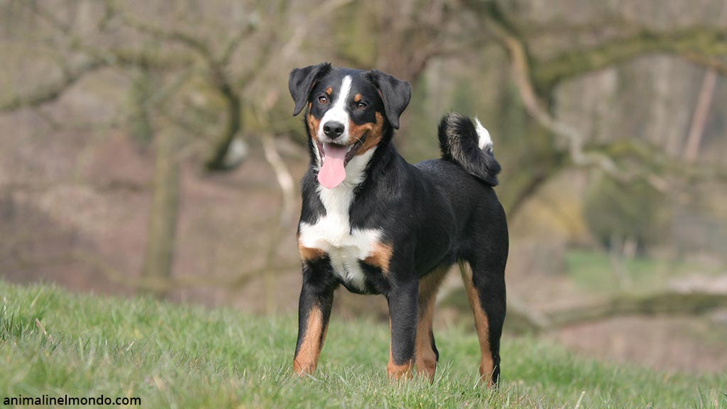 Cane Bovaro dell’Appenzell