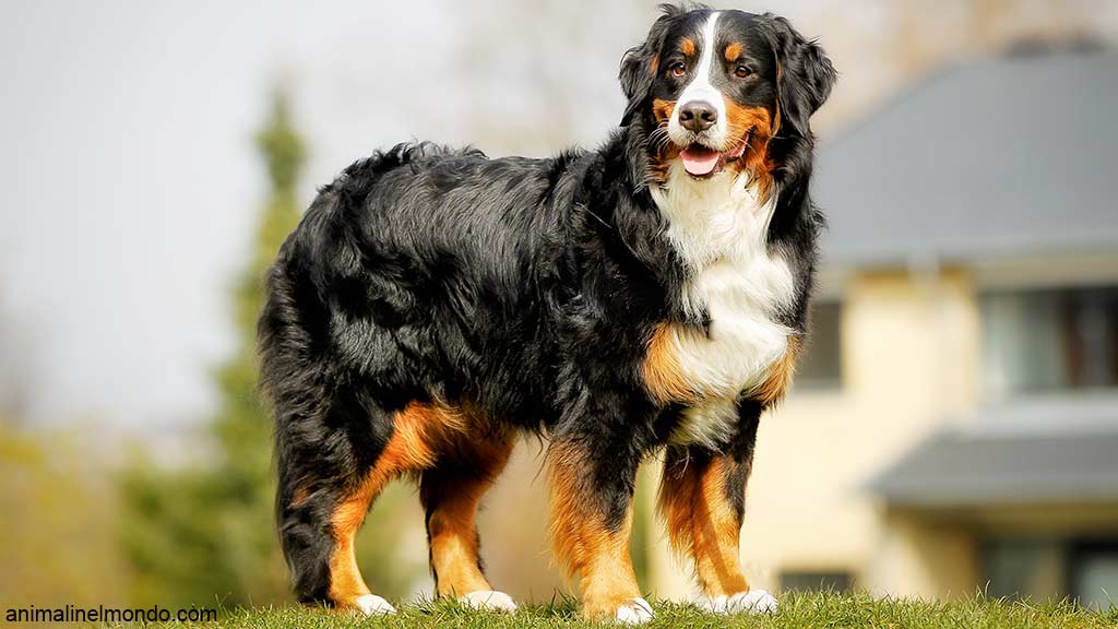 Cane Bovaro del Bernese
