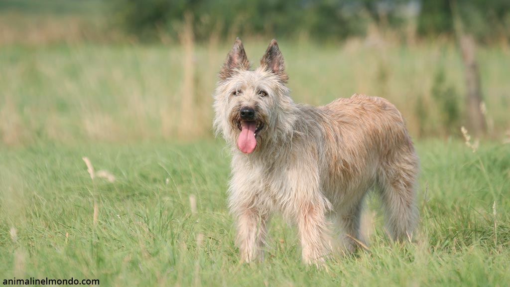 Cane Bovaro delle Ardenne